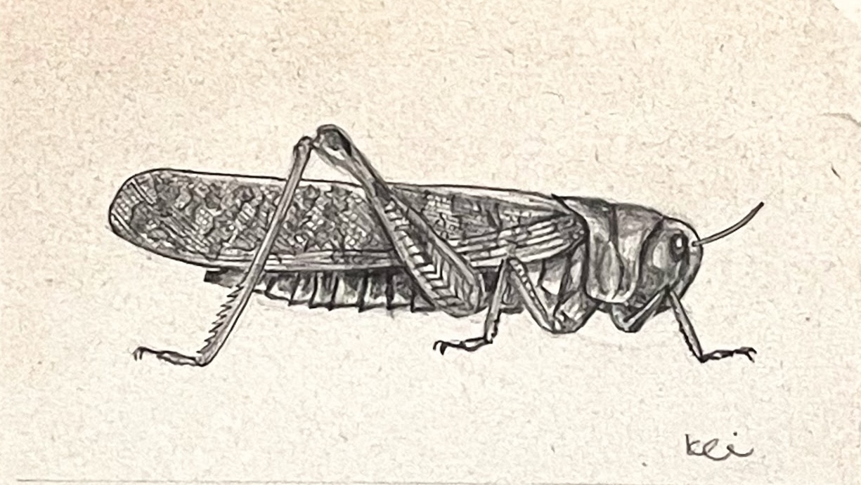 抽象画 『揺るがないバッタ』 今月の1枚【9月】 鉛筆画「バッタ」 - 愛知県瀬戸市｜版画ギャラリー